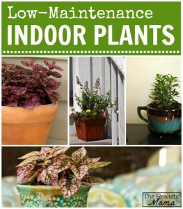 7 Low-Maintenance Indoor Plants