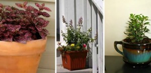 Potted Plants