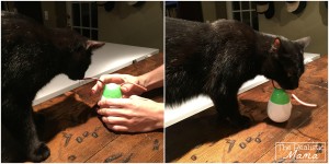 Cat Playing with Toy