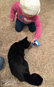 Feeding the cat