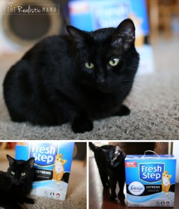 Eliminate Cat Odor