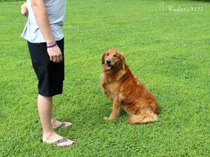 Dog Park