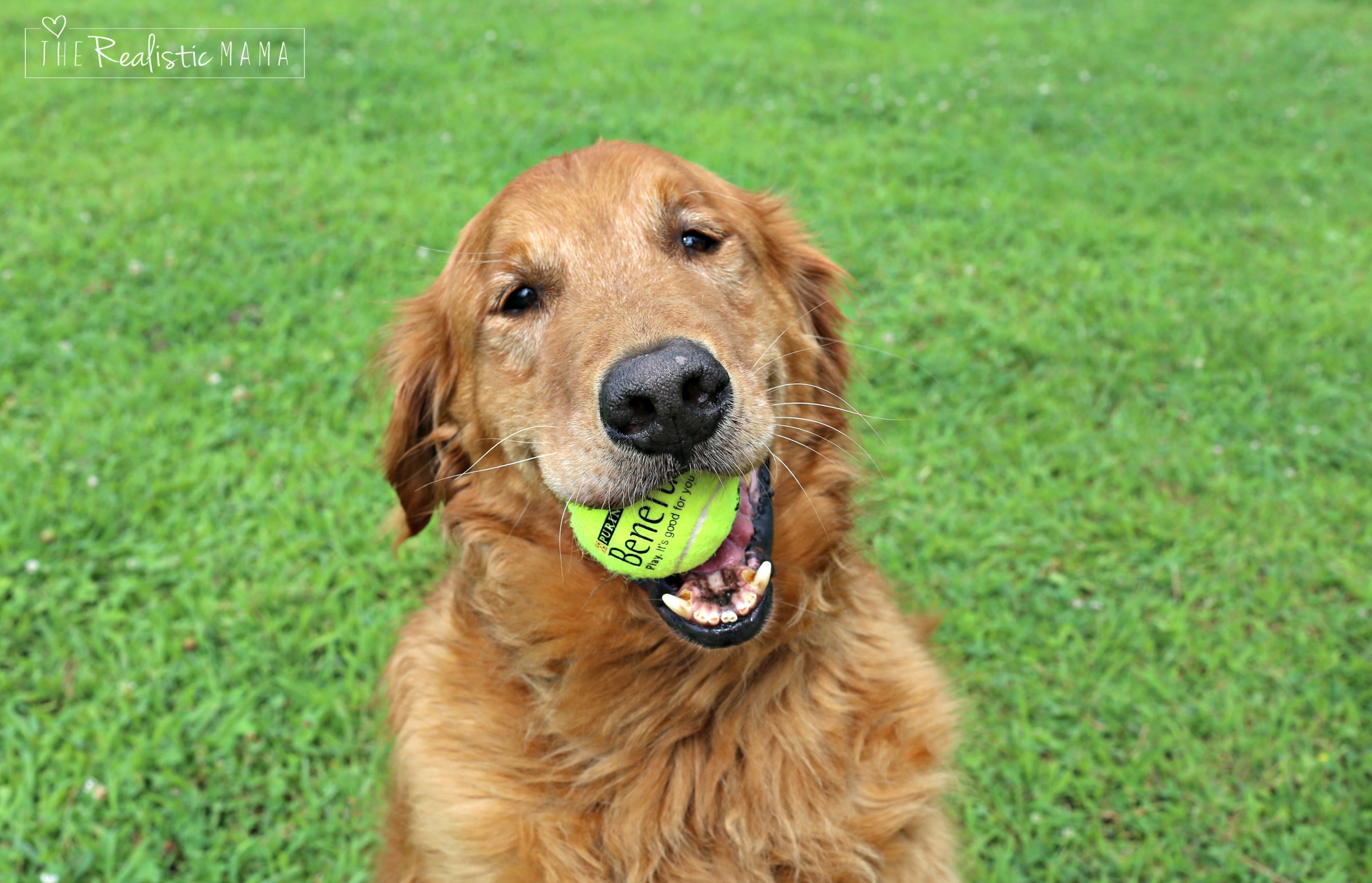 Dog with tennis ball