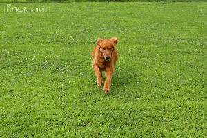 Trigger running